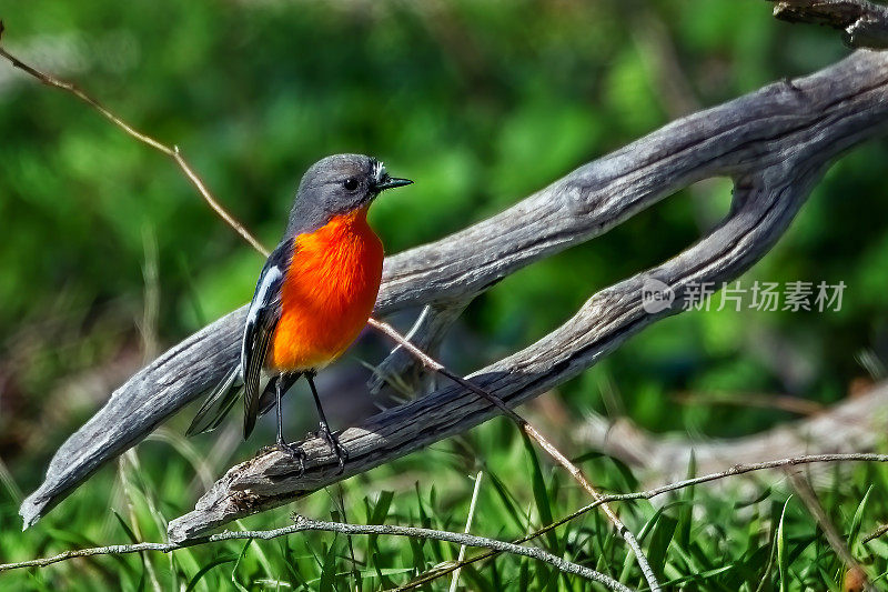 火焰罗宾(Petroica phoenicea)